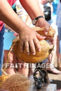 husking, husking a coconut, coconut, maui tropical plantation, maui, hawaii, coconuts