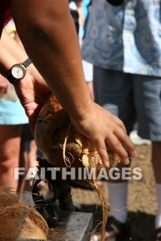 husking, husking a coconut, coconut, maui tropical plantation, maui, hawaii, coconuts