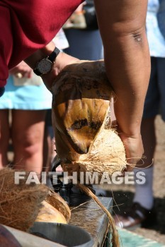 husking, husking a coconut, coconut, maui tropical plantation, maui, hawaii, coconuts