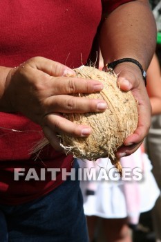 husking, husking a coconut, coconut, maui tropical plantation, maui, hawaii, coconuts