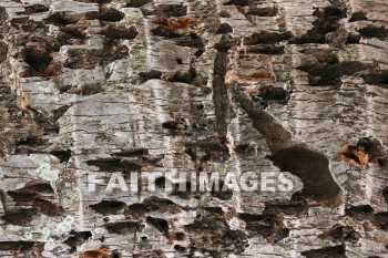 coconut husk, husk, maui tropical plantation, maui, hawaii, Husks