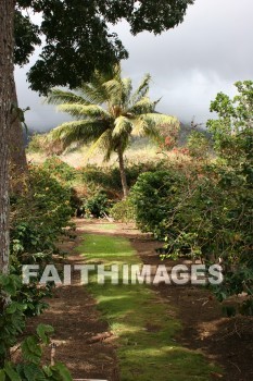 coconut, coconut palm, coconut tree, tree, palm, maui tropical plantation, maui, hawaii, coconuts, trees, palms