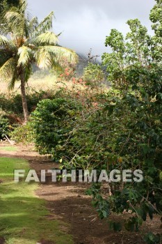 coconut, coconut palm, coconut tree, tree, palm, maui tropical plantation, maui, hawaii, coconuts, trees, palms