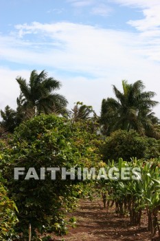 coconut, coconut palm, coconut tree, tree, palm, maui tropical plantation, maui, hawaii, coconuts, trees, palms