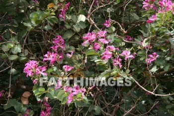 pink flowers, flower, pink, maui tropical plantation, maui, hawaii, flowers, pinks