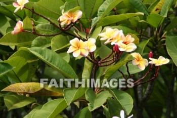 yellow flowers, yellow, flower, maui tropical plantation, maui, hawaii, yellows, flowers