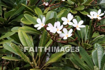 white plumeria, white, plumeria, white flowers, flower, maui tropical plantation, maui, hawaii, whites, flowers