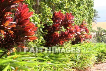 red leaves, maui tropical plantation, maui, hawaii