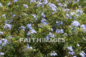 blue plumbago, blue flowers, blue, flower, maui tropical plantation, maui, hawaii, flowers