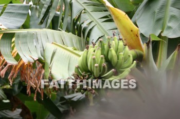 banana, banana, banana tree, tree, fruit, maui tropical plantation, maui, hawaii, bananas, trees, fruits