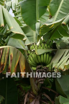 banana, banana, banana tree, tree, fruit, maui tropical plantation, maui, hawaii, bananas, trees, fruits