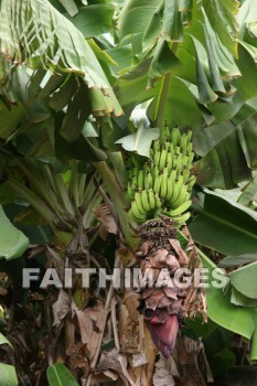 banana, banana, banana tree, tree, fruit, maui tropical plantation, maui, hawaii, bananas, trees, fruits