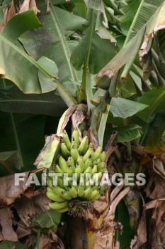 banana, banana, banana tree, tree, fruit, maui tropical plantation, maui, hawaii, bananas, trees, fruits