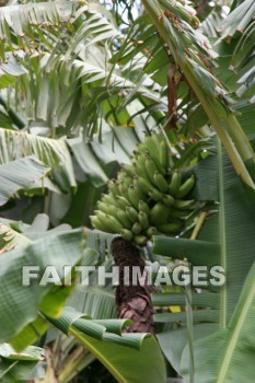 banana, banana, banana tree, tree, fruit, maui tropical plantation, maui, hawaii, bananas, trees, fruits