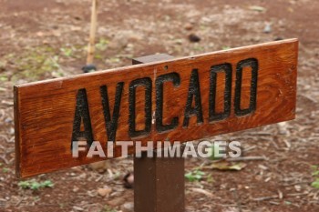 avocado, sign, fruit, maui tropical plantation, maui, hawaii, signs, fruits