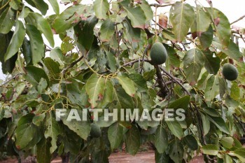 avocado, avocados, avocado trees, tree, fruit, maui tropical plantation, maui, hawaii, trees, fruits