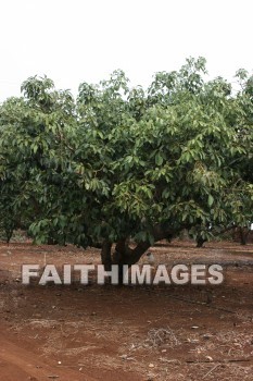 avocado, avocados, avocado trees, tree, fruit, maui tropical plantation, maui, hawaii, trees, fruits