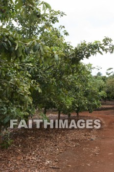 avocado, avocados, avocado trees, tree, fruit, maui tropical plantation, maui, hawaii, trees, fruits