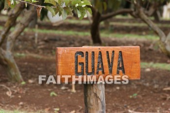 guava, sign, fruit, maui tropical plantation, maui, hawaii, signs, fruits