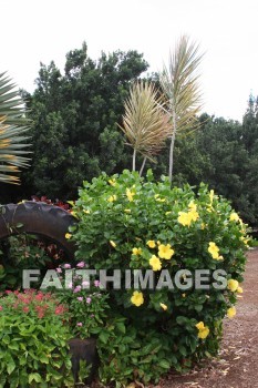 yellow flowers, yellow, flower, maui tropical plantation, maui, hawaii, yellows, flowers