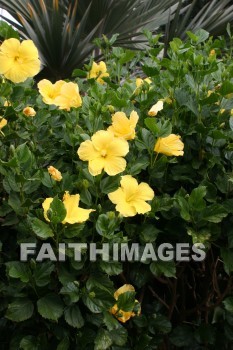 yellow flowers, yellow, flower, maui tropical plantation, maui, hawaii, yellows, flowers