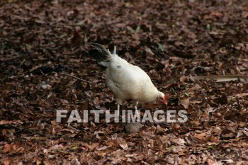 chicken, Fowl, maui tropical plantation, maui, hawaii, chickens, fowls