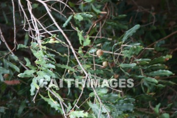 macadamia, macadamia nut, macadamia nut tree, nut, tree, maui tropical plantation, maui, hawaii, nuts, trees