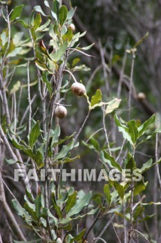 macadamia, macadamia nut, macadamia nut tree, nut, tree, maui tropical plantation, maui, hawaii, nuts, trees