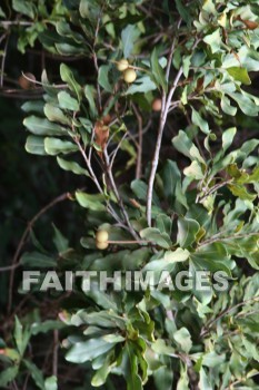 macadamia, macadamia nut, macadamia nut tree, nut, tree, maui tropical plantation, maui, hawaii, nuts, trees