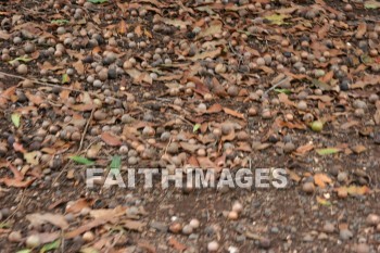 macadamia nuts, nut, macadamia, maui tropical plantation, maui, hawaii, nuts