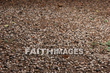 macadamia nuts, nut, macadamia, maui tropical plantation, maui, hawaii, nuts