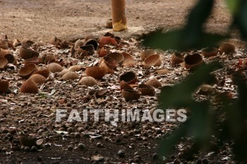 macadamia nuts, nut, macadamia, maui tropical plantation, maui, hawaii, nuts