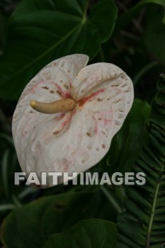 anthurium, white, white flowers, flower, maui tropical plantation, maui, hawaii, whites, flowers