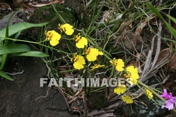 yellow flowers, yellow, flower, maui tropical plantation, maui, hawaii, yellows, flowers