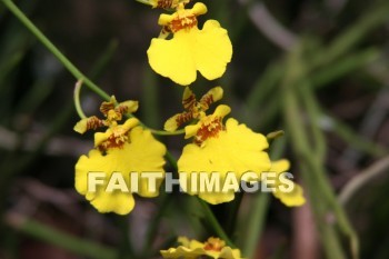 yellow flowers, yellow, flower, maui tropical plantation, maui, hawaii, yellows, flowers