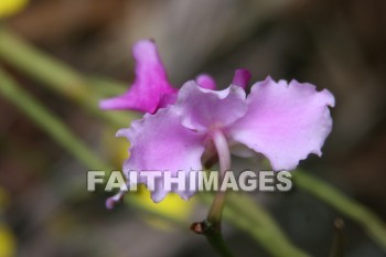 vanda orchids, orchid, flower, maui tropical plantation, maui, hawaii, orchids, flowers