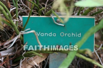 vanda orchid sign, sign, orchid, maui tropical plantation, maui, hawaii, signs, orchids