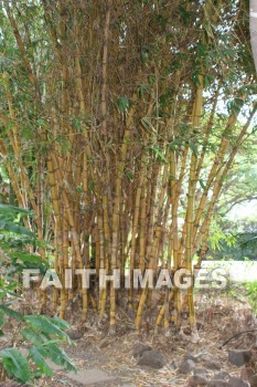 bamboo, bamboo plants, maui tropical plantation, maui, hawaii