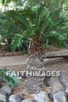 sago palm, palm, maui tropical plantation, maui, hawaii, palms