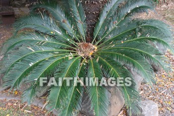 sago palm, palm, maui tropical plantation, maui, hawaii, palms