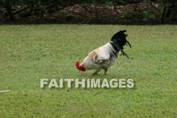 rooster, Fowl, maui tropical plantation, maui, hawaii, fowls