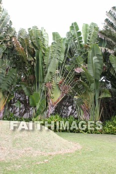palm, palm trees, maui tropical plantation, maui, hawaii, palms