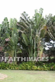 palm, palm trees, maui tropical plantation, maui, hawaii, palms