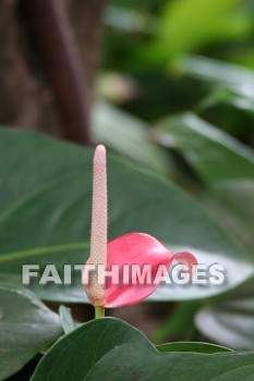 anthurium, flower, maui tropical plantation, maui, hawaii, flowers