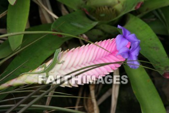 pink flower, flower, pink, maui tropical plantation, maui, hawaii, flowers, pinks