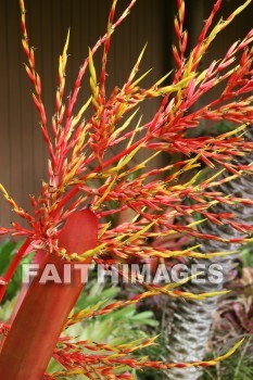 red flowers, red, flower, maui tropical plantation, maui, hawaii, flowers