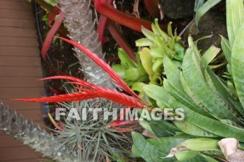 red flowers, red, flower, maui tropical plantation, maui, hawaii, flowers