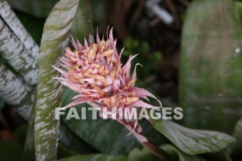 pink flowers, pink, flower, maui tropical plantation, maui, hawaii, pinks, flowers