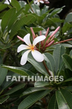 white plumeria, plumeria, white flowers, white, flower, maui tropical plantation, maui, hawaii, whites, flowers