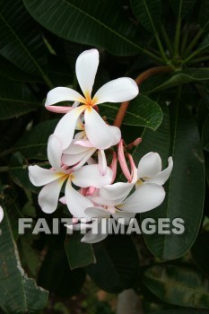 white plumeria, plumeria, white flowers, white, flower, maui tropical plantation, maui, hawaii, whites, flowers